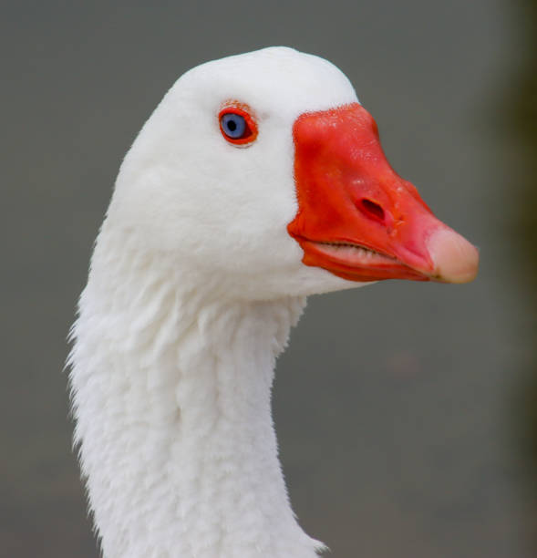 istock Stare of a goose 1455331914