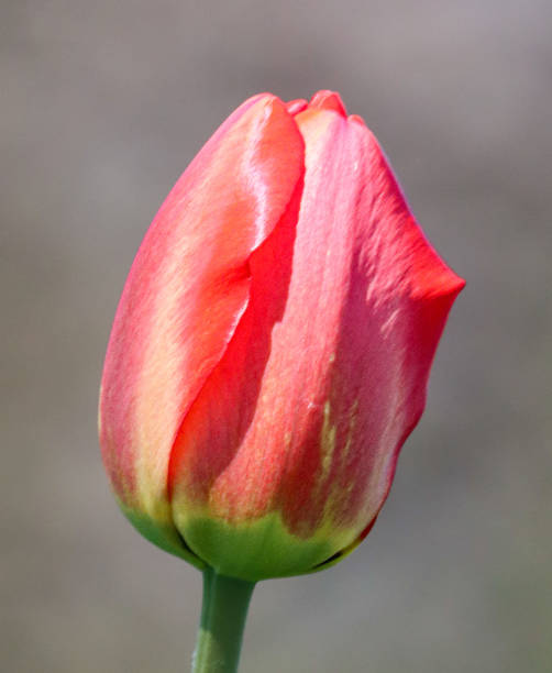 Red tulip A closeup of a red tulip with green in the background admired stock pictures, royalty-free photos & images