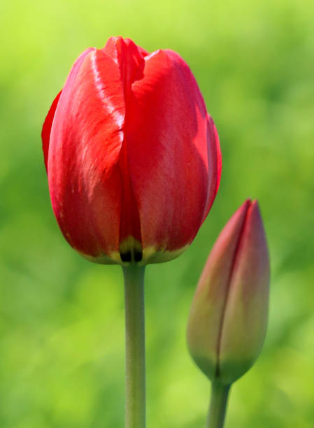 Red tulip A closeup of a red tulip with a smaller closed tulip next to it with green in the background admired stock pictures, royalty-free photos & images