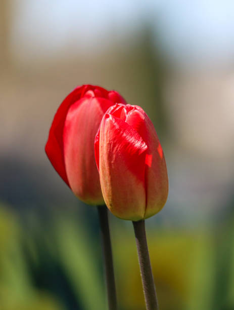 Red tulip A closeup of a red tulip with a second tulip next to it with green in the background admired stock pictures, royalty-free photos & images