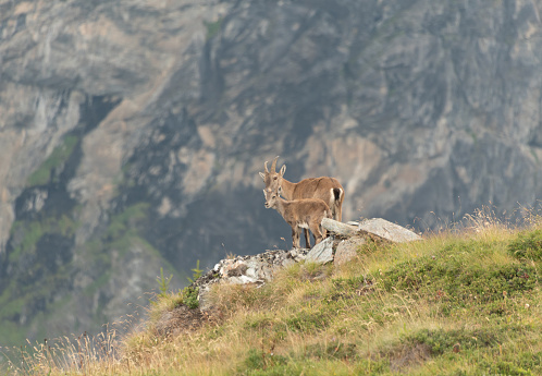 a female Alpine ibex and her young overhanging the precipice in the Vanoise National Park near the white lake