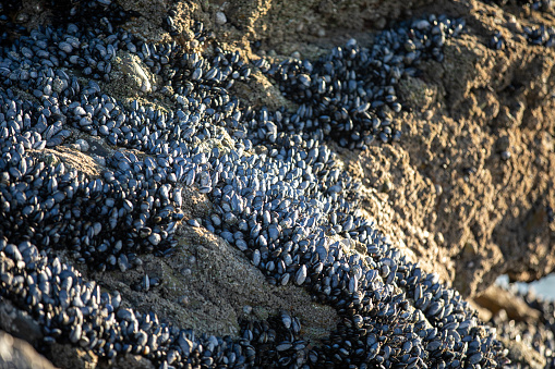 Mussels on the rocks at Perranporth Beach during low tide.