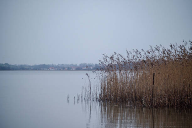 istock Calm reeds on a calm lake 1455334778