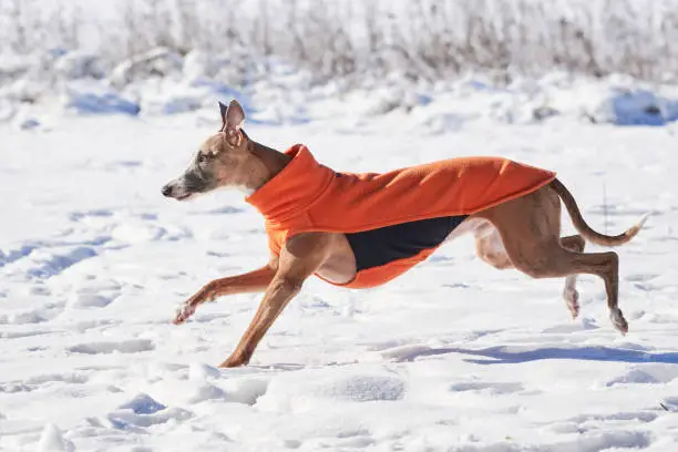 Whippet dog running in the snow. English Whippet or Snap dog