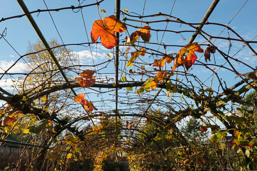 A few red orange grape leaves on a metal pergola arch grid against a blue sky in autumn.