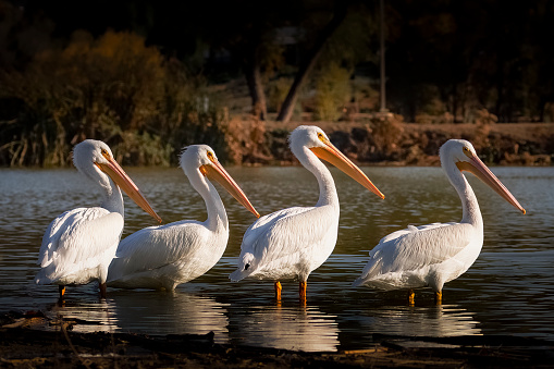 These four white pelicans are lined up in the late afternoon on a lake in a county park. The park hosts many birds and waterfowl year-round in San Diego County, California.