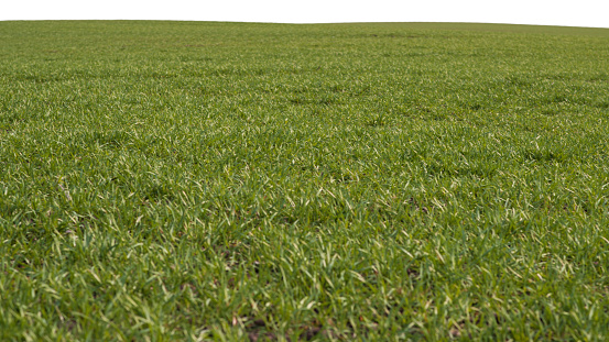 Green field as a background.  Green grass in spring isolated on a white background.
