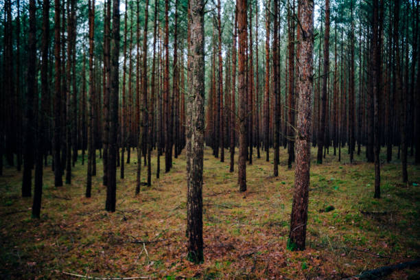 Dark forest on overcast winter day