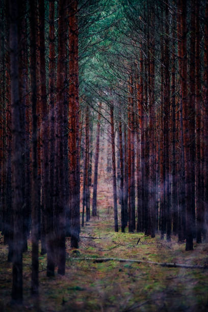 bosque de monocultivo de pinos plantado uniformemente - planted pines fotografías e imágenes de stock