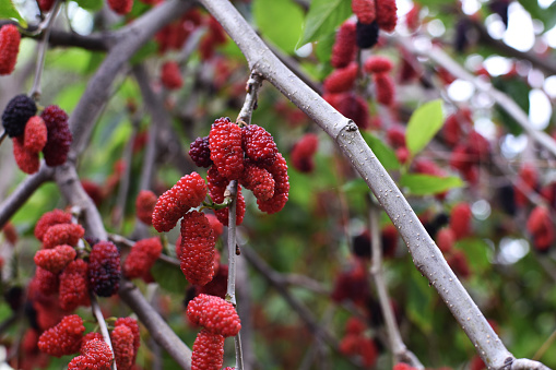 Black mulberry (Morus nigra)