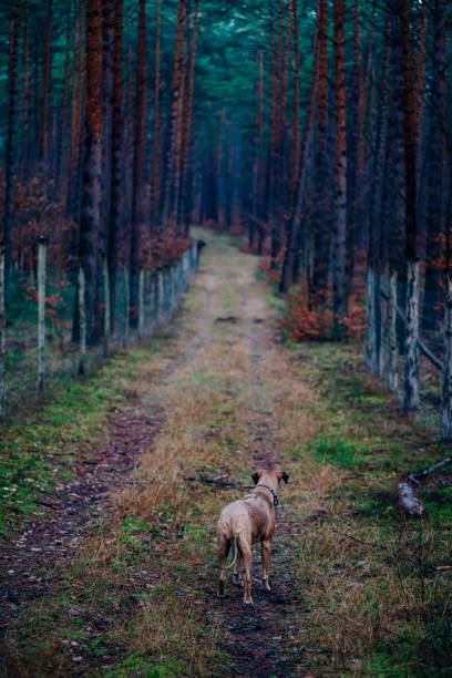 istock Rhodesian Ridgeback on a winter day in a forest 1455336916