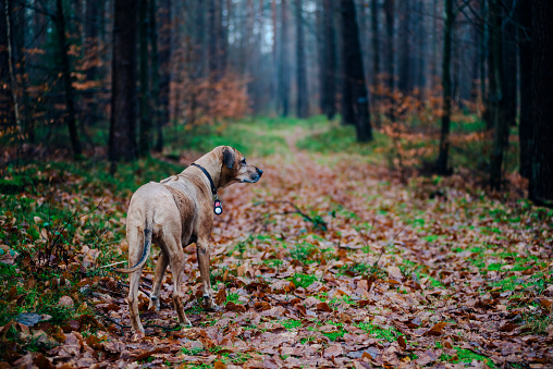 Dog enjoying the walk in the nature