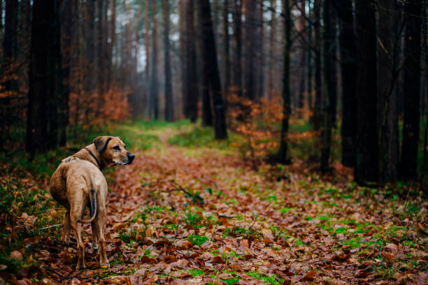 istock Rhodesian Ridgeback on a winter day in a forest 1455337244