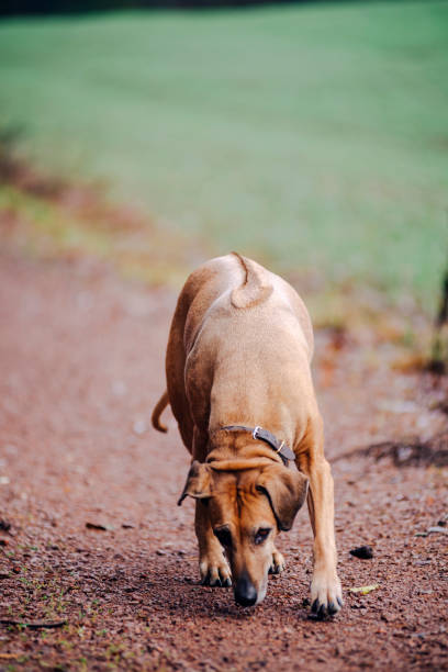 Dog enjoying the walk in the nature