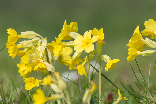 Close up of cowslip (primula veris) flowers in a meadow
