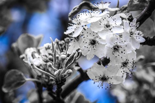 White flowers of blooming tree in springtime, black and white image with  selected blue colour