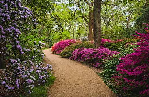 View of footpath in park with colorful blooming azelia bushes on both sides; trees in background