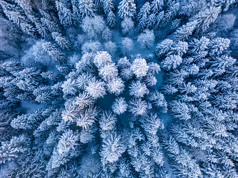 Aerial view of a snow-covered forest during winter