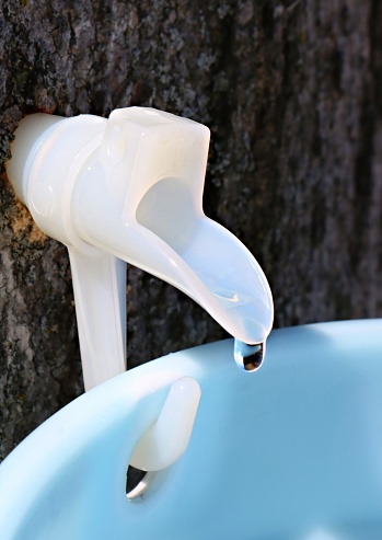 Close-up of white plastic sap spile in maple tree with sap dripping heavily into a blue plastic pail while making syrup