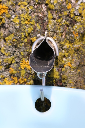 Close-up looking into a metal maple syrup spile with sap droplet ready to drip in blue pail
