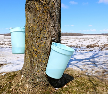Two blue plastic pails hanging on sap spiles from Maple tree during syrup making time with snow on the ground and blue sky