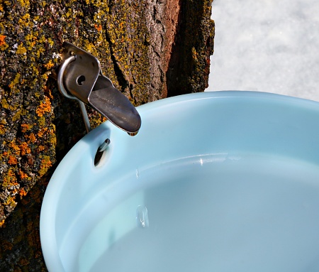 Close-up of metal sap spile in maple tree with sap dripping heavily into a blue plastic pail to make maple syrup