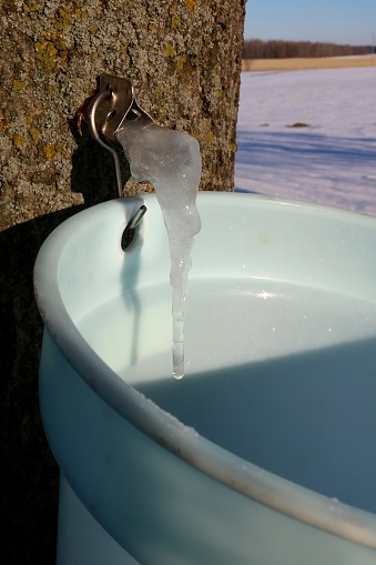 Close-up of metal sap spile in maple tree with frozen sap hanging into a blue plastic pail while make syrup