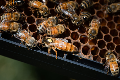 A marked queen bee walking across the bottom of a frame in a bee hive