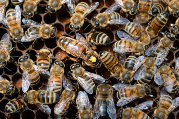 istock Honey Bees queen marked yellow surrounded by bees on a frame of pollen 1455342412