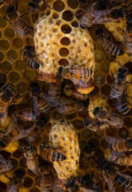 istock Three emergency queen cells in a honey bee hive 1455342424