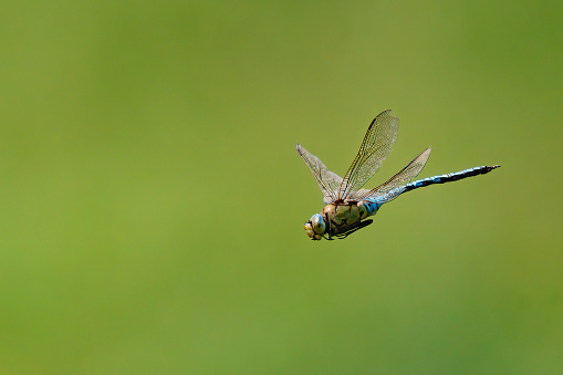 A blue tailed dragonfly in flight with wings stoped in motion