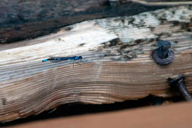 Blue Dragonfly on weathered wood