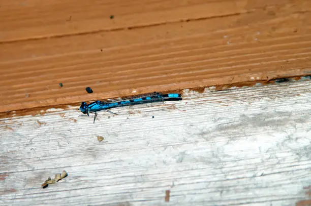 Blue Dragonflies on weathered wood