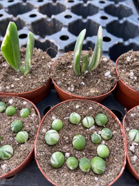 istock Small succulent plants in brown pots 1455346810