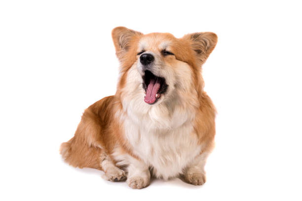 istock Cute Fluffy Welsh Corgi Pembroke against white background. 1455346998