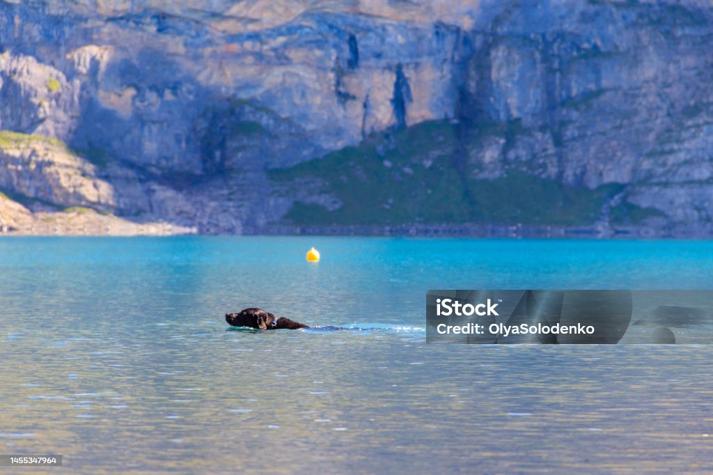 Black labrador retriever swimming in Oeschinen lake (Oeschinensee) near Kandersteg in Bernese Oberland, Switzerland Adventure Stock Photo