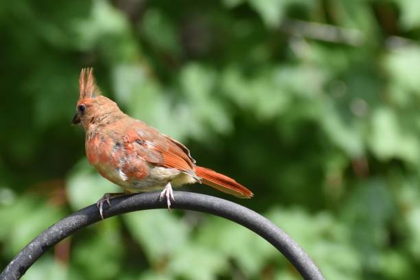 istock Molting Northern Cardinal sitting on perch 1455349091