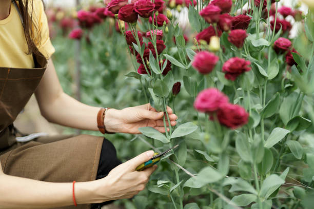 istock Close up woman hands cut red flowers 1455351277