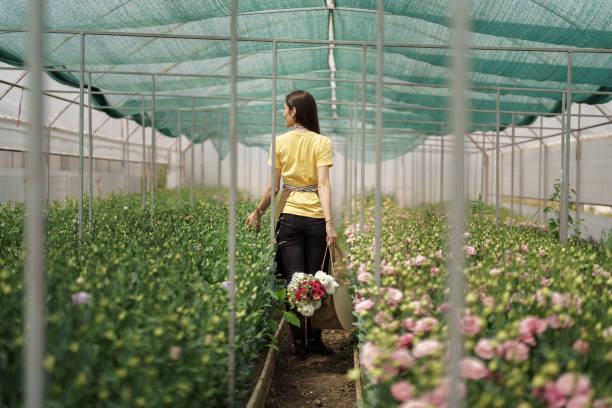 Flower cultivation business, woman walking through green house to see the harvest. stock photo