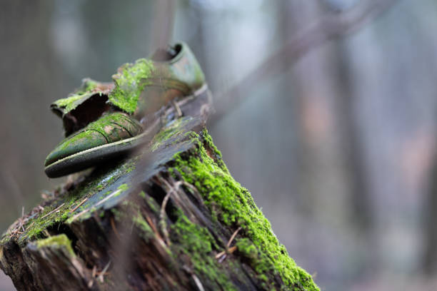Moss-covered shoe. Wolski Forest. Cracov in Poland.