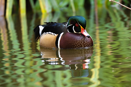 Portrait of male Mallard Duck on lake