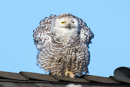 Owl standing on roof.