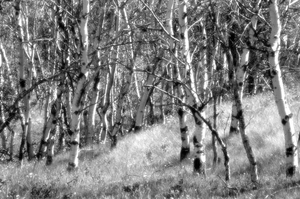istock Poplar Tree forest in black and white infrared 1455352871