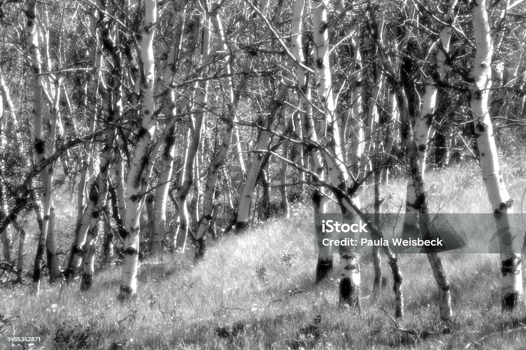 Poplar Tree forest in black and white infrared Infrared Stock Photo