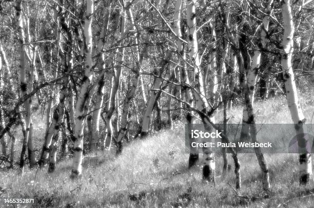 Poplar Tree Forest In Black And White Infrared Stock Photo - Download Image Now - Infrared, Photography, Black And White