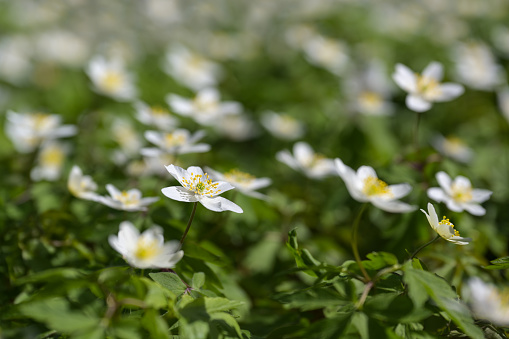 Blooming white wood anemone (Anemonoides nemorosa) like a spring carpet on the forest floor in early spring, copy space, selected focus, narrow depth of field