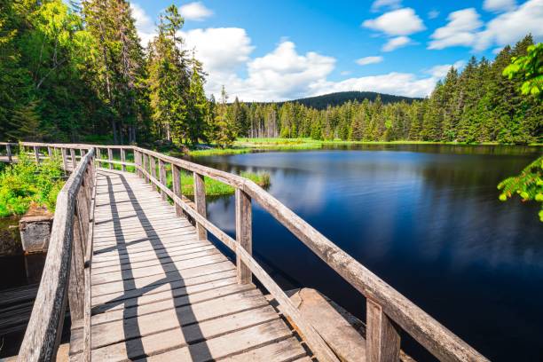istock Empty boardwalk on the lake surrounded by green vegetation. 1455353154