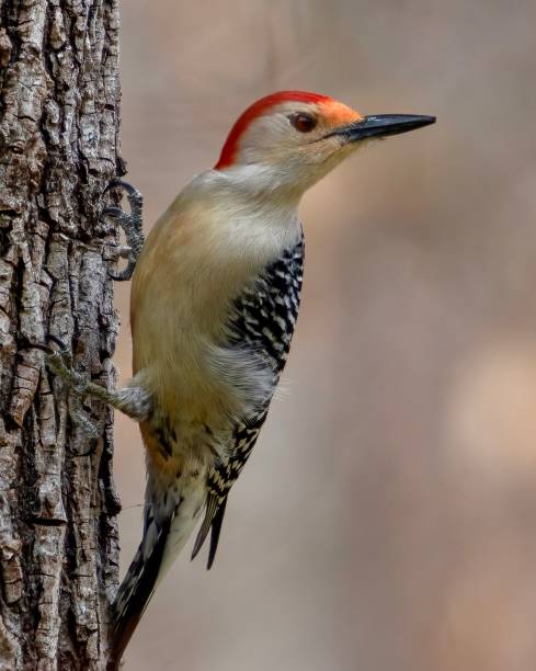 istock Male red-bellied woodpecker 1455353368