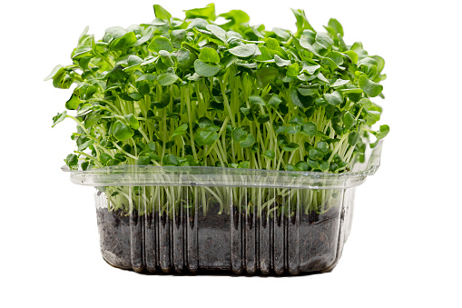 Closeup of basil growing in a plastic container