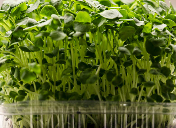 micro greens - albahaca - cress fotografías e imágenes de stock